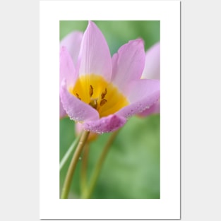 Tulipa saxatilis Bakeri Group  &#39;Lilac Wonder&#39; Posters and Art